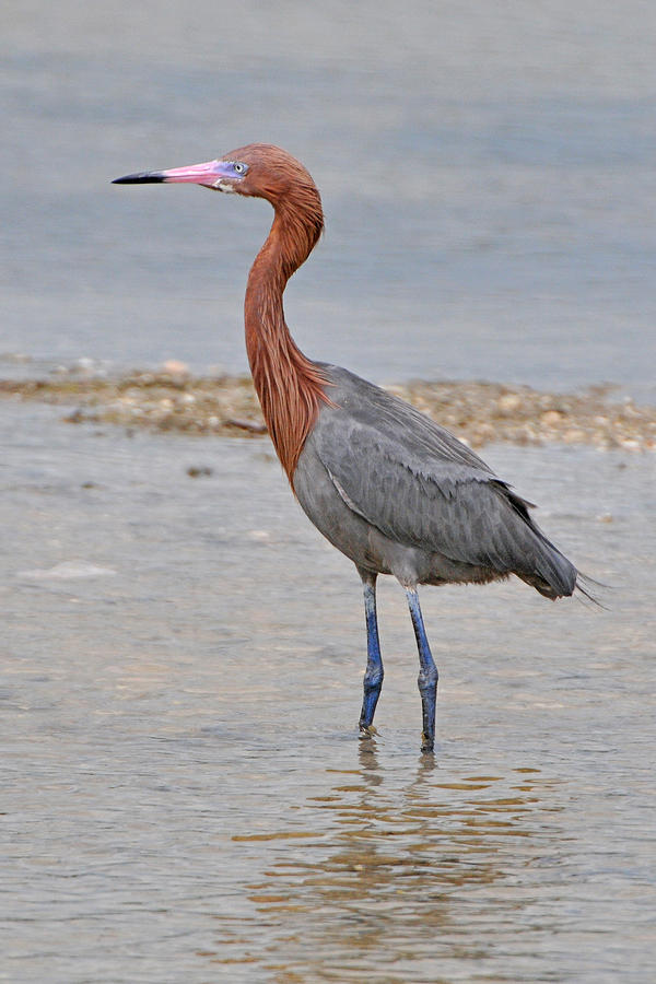 Reddish Egret by Alan Lenk