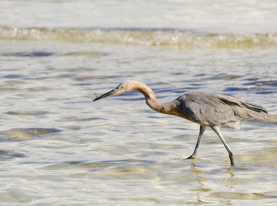 Reddish Egret Photograph by Mike Rivera - Fine Art America