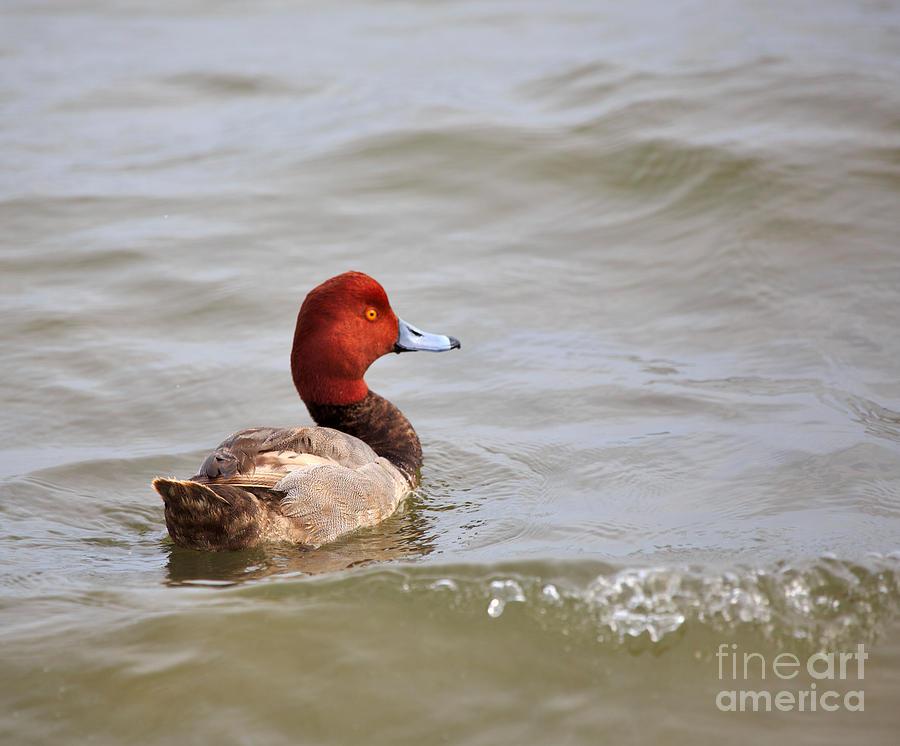 Redhead Duck Photograph by Louise Heusinkveld