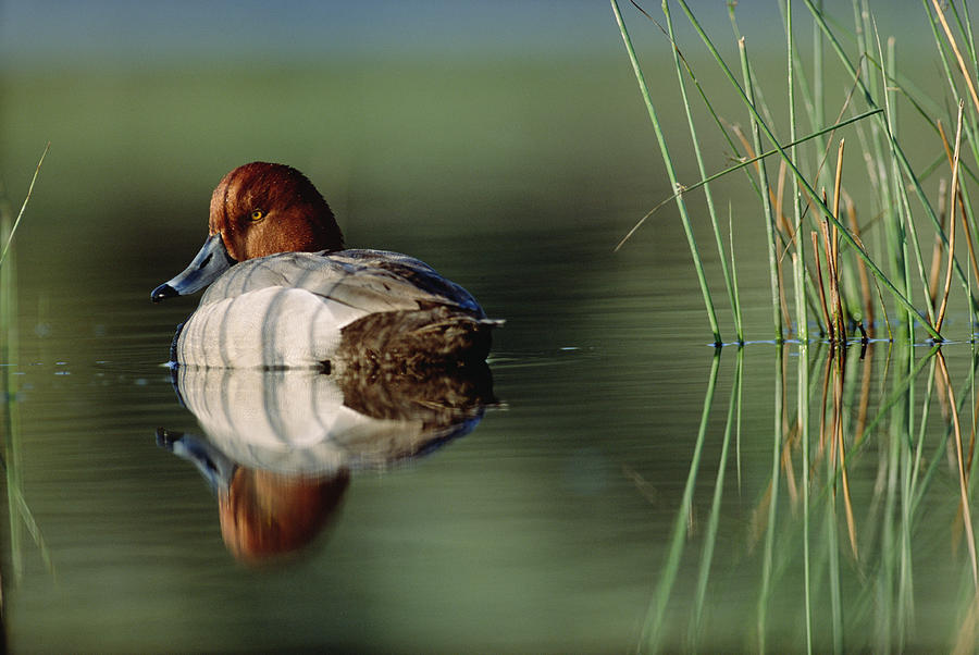 Redhead Duck Male With Reflection Photograph by Tim Fitzharris