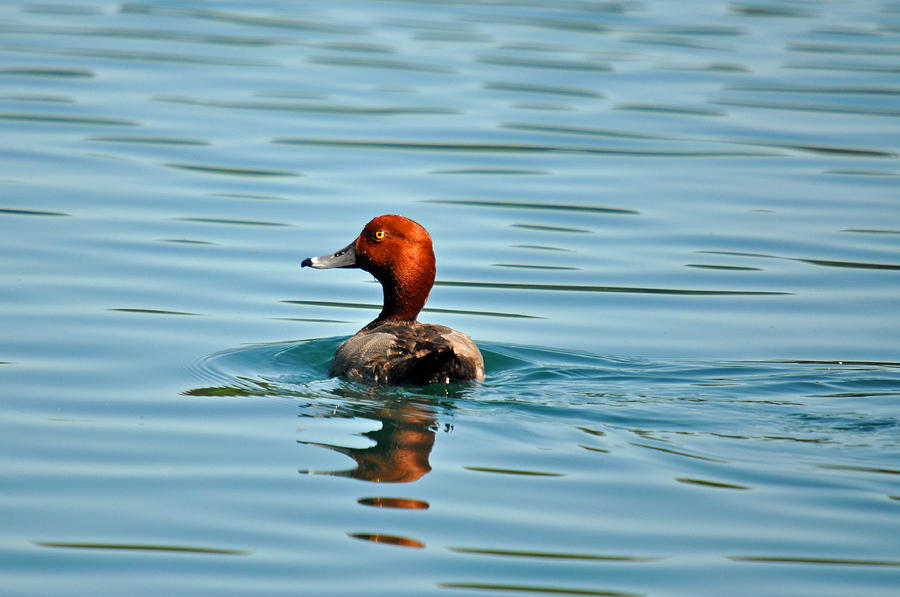 Duck Photograph - Redhead Duck by Teresa Blanton
