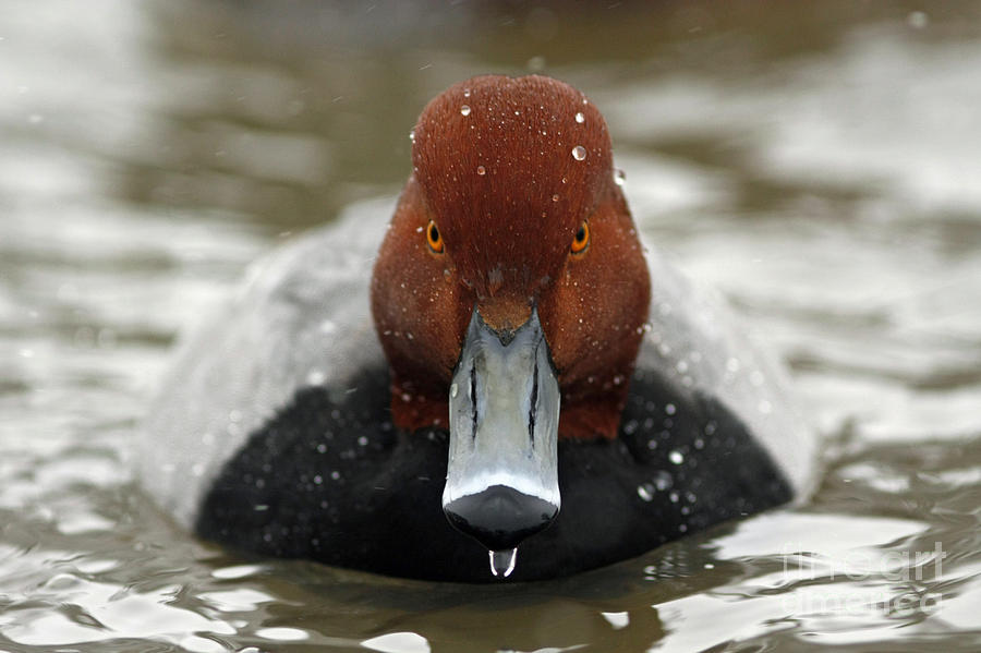 Bird Photograph - Redhead Duck Watching You by Inspired Nature Photography Fine Art Photography