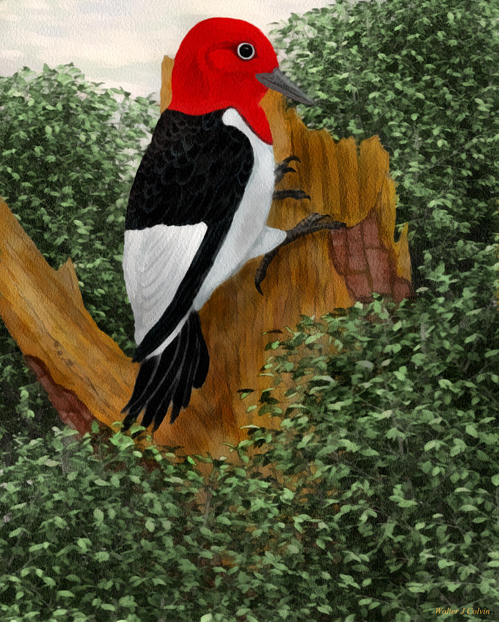 Redhead Woodpecker Painting by Walter Colvin