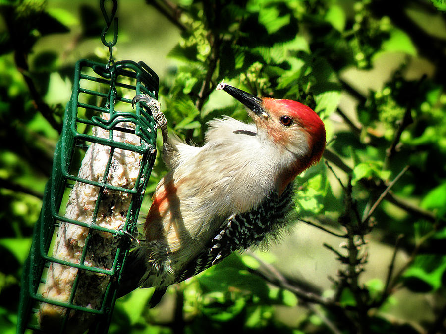 Redheaded Woodpecker Photograph by Scott Hovind