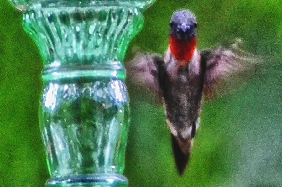 Redneck Hummingbird Photograph by Kelly Reber