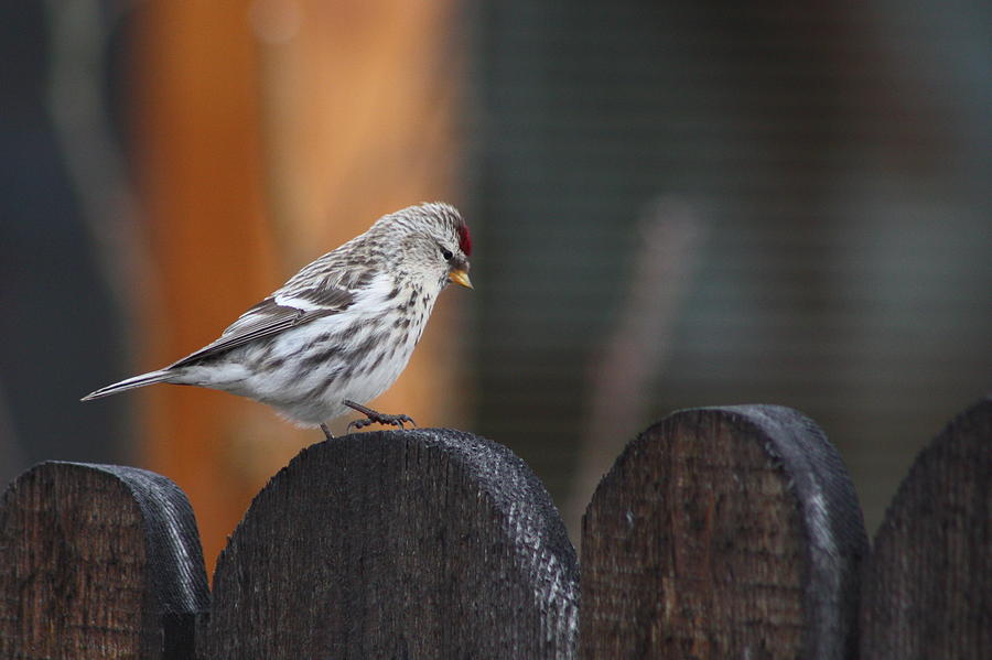 Redpoll Steppin Up Photograph by Cathie Douglas