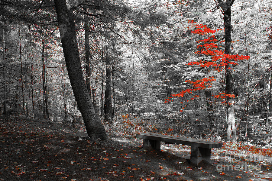 Reds in the Woods Photograph by Aimelle Ml