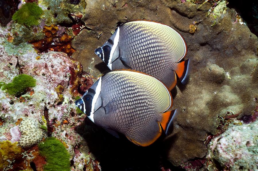 Redtail Butterflyfish On A Reef Photograph by Georgette Douwma