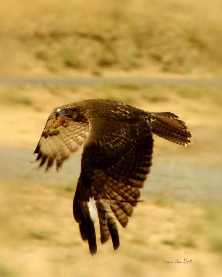 Hawk Photograph - Redtail Flight by Donna Blackhall