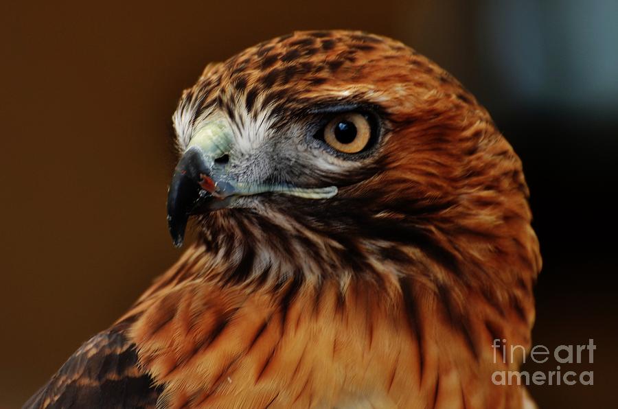 Redtail Hawk 2 Photograph by Paulina Roybal