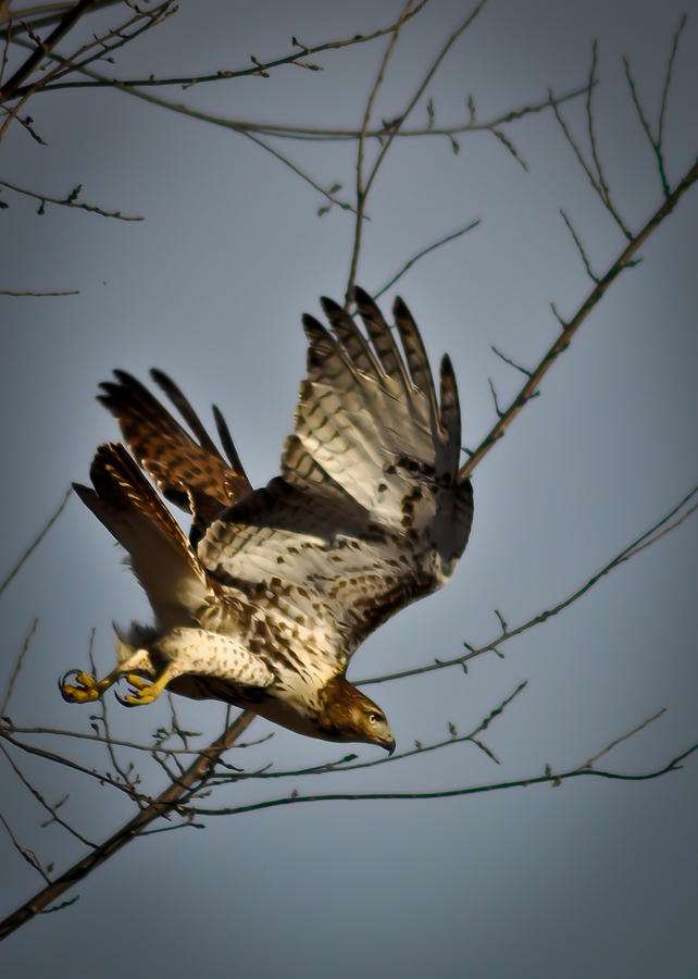 RedTail Photograph by Michelle Knutson - Fine Art America