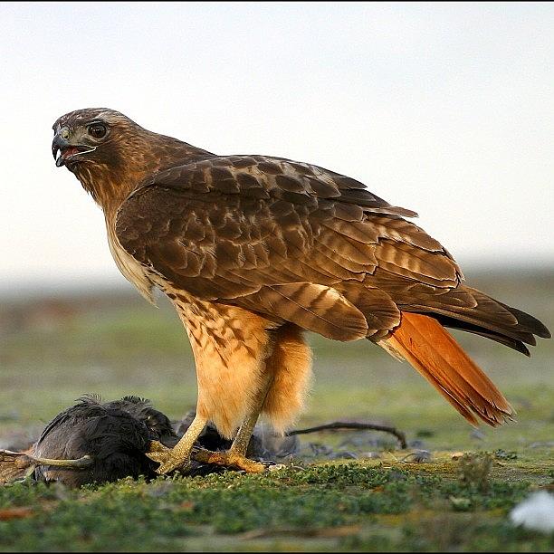 Animal Photograph - #redtailedhawk #birds #birding #raptor by Raul Roa