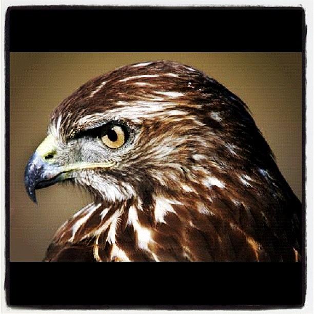 Animal Photograph - #redtailedhawk #birds #wild #animals by Raul Roa