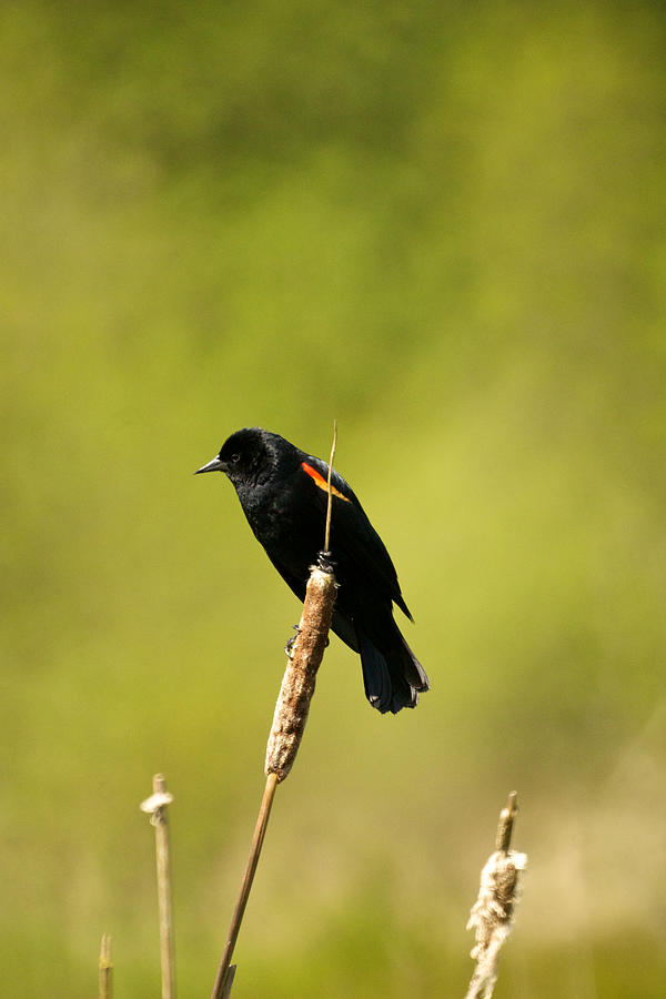 Blackbird Pastel - Redwing 2 by Rakesh Malik