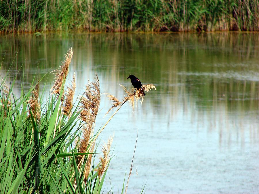 Redwing  Blackbird at Wawanosh Lake Mixed Media by Bruce Ritchie