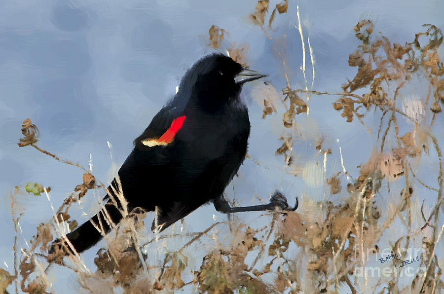Blackbird Photograph - Redwing Blackbird by Betty LaRue