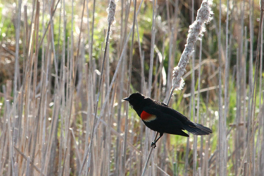 Redwing Blackbird Photograph by Mark J Seefeldt