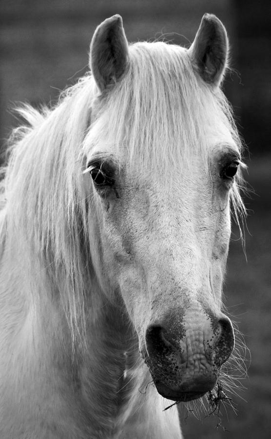 Horse Photograph - Redwings Horse In Monotone by Darren Burroughs