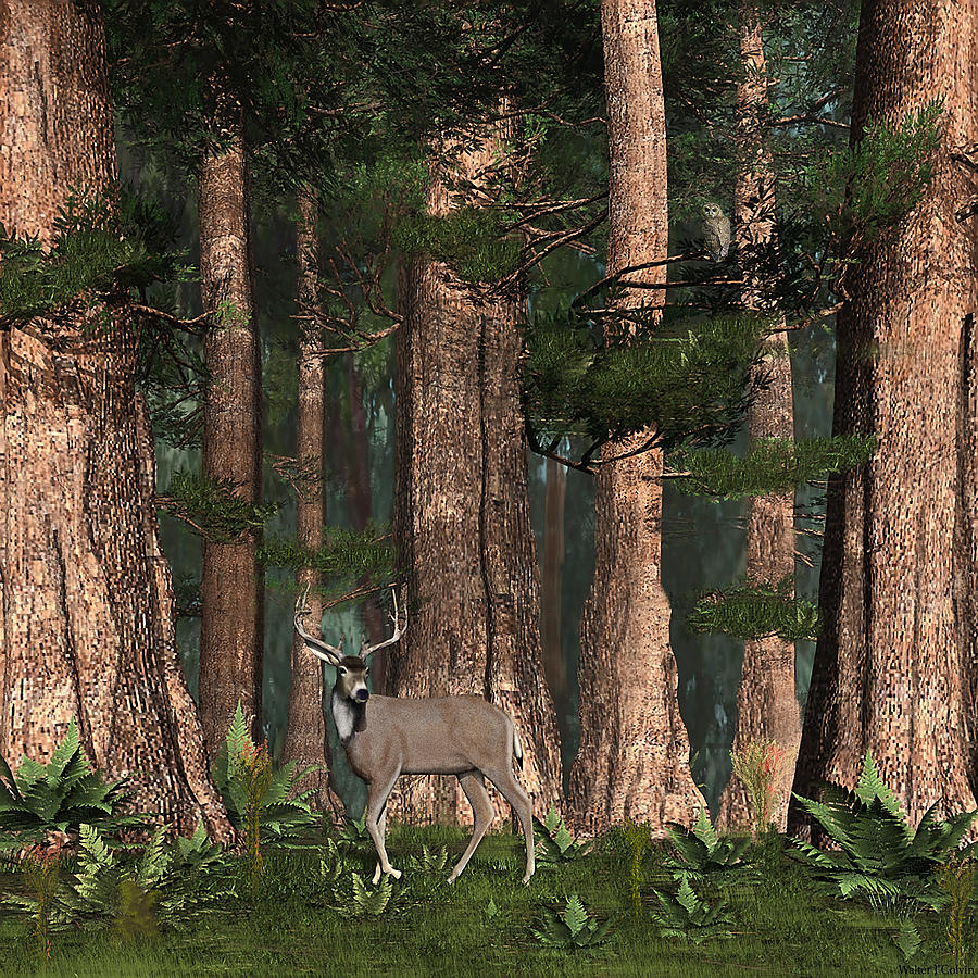 Redwood Buck Digital Art by Walter Colvin