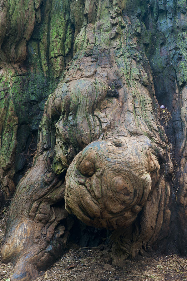 Wildlife Photograph - Redwood Burl by Eva Jo Wu