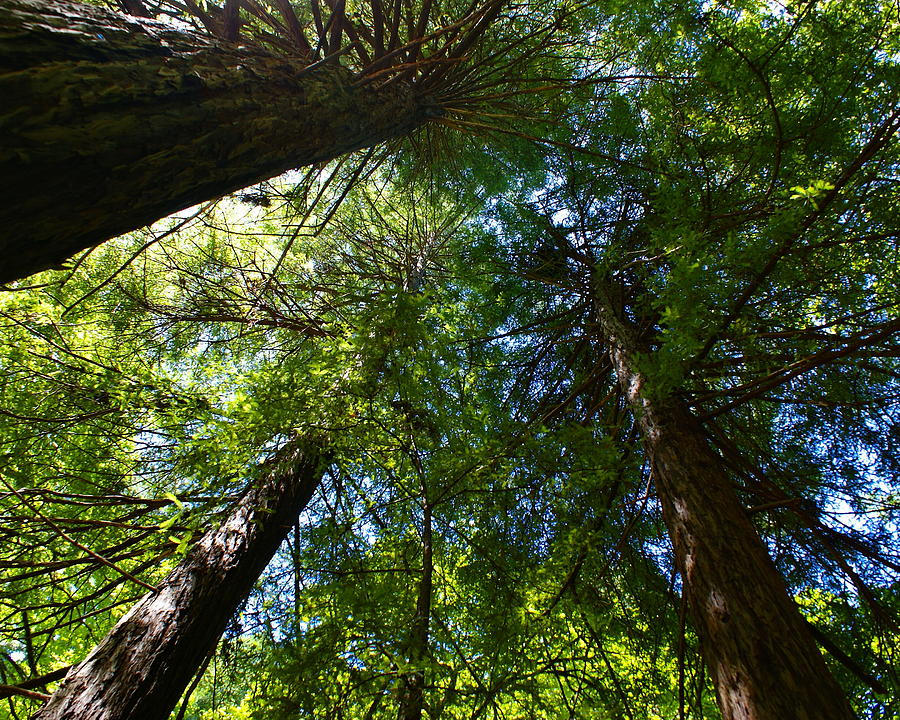 Redwood Canopy in Mill Valley 2012 Photograph by Ben Upham III