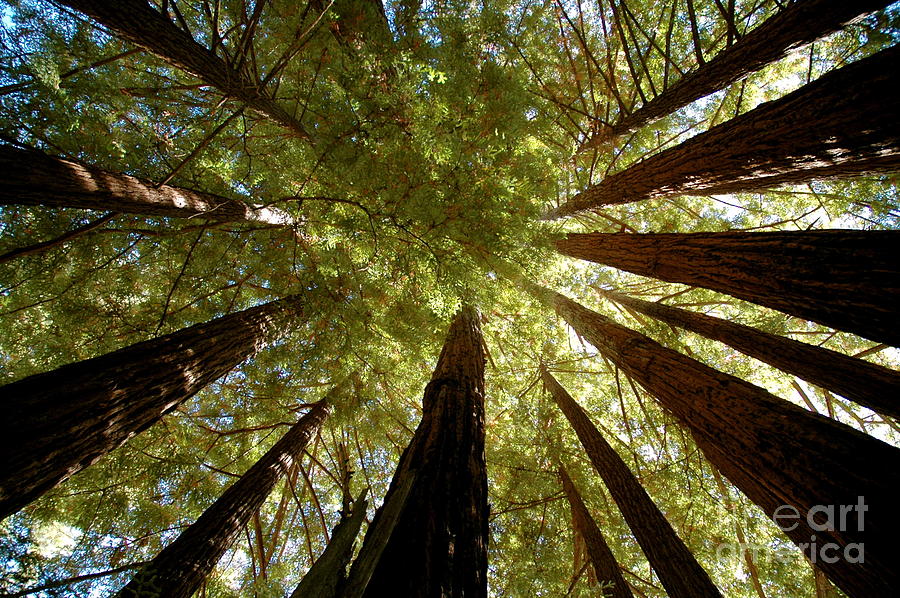 Redwood Canopy Photograph by Johanne Peale