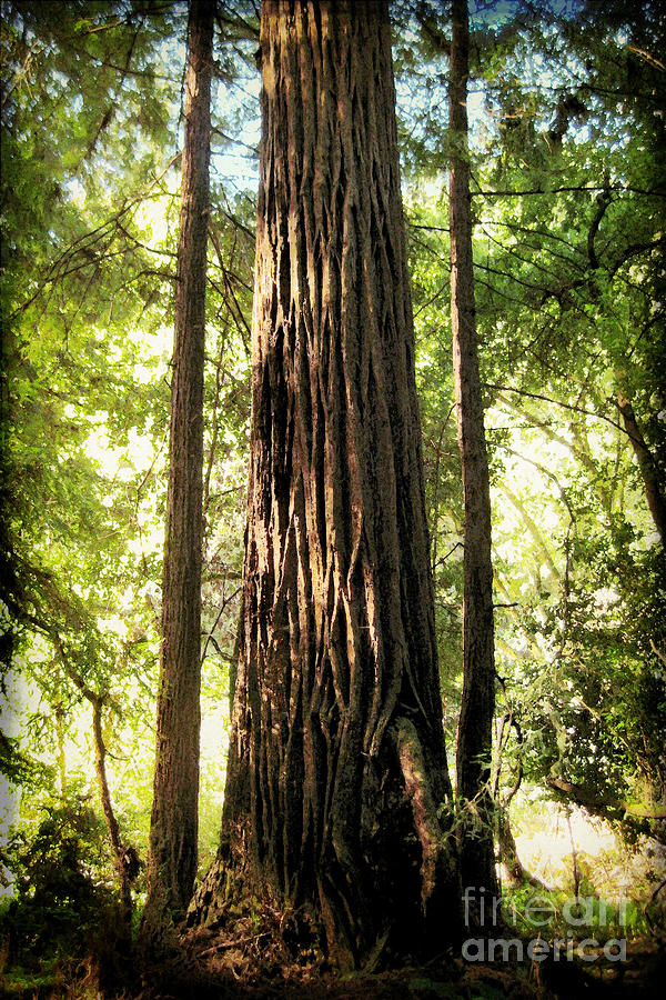 Redwood Family Photograph by Ellen Cotton