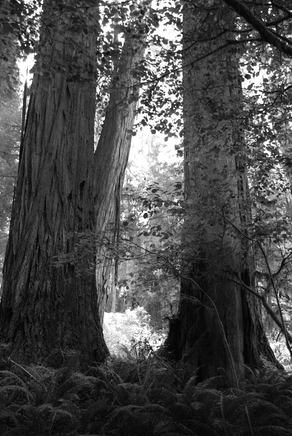 Redwood pair Photograph by Kathleen Grace