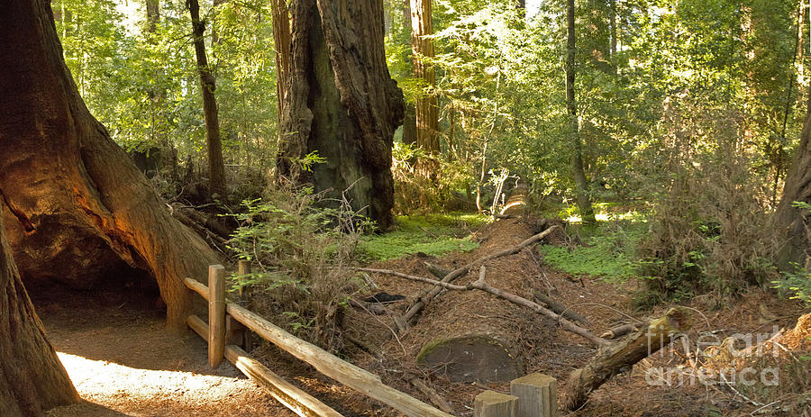 Redwood Park Panorama Photograph by Larry Darnell