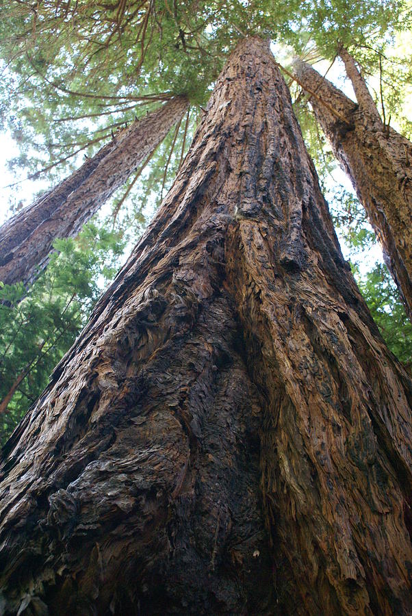 Redwood reaching the Heavens Photograph by Ben Upham III