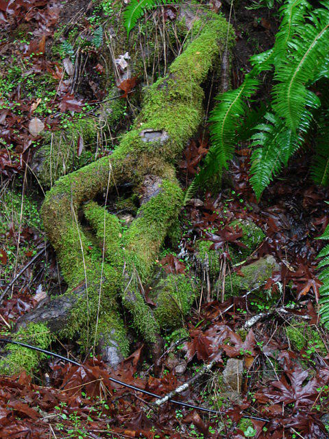 Redwood Roots Photograph by Lori Davidson - Fine Art America