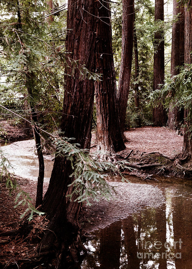 Tree Photograph - Redwood Stream Reflections by Laura Iverson