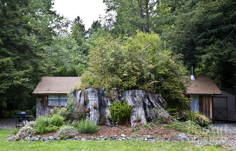 Redwood Stump And Cabin Photograph by Greg Dimijian