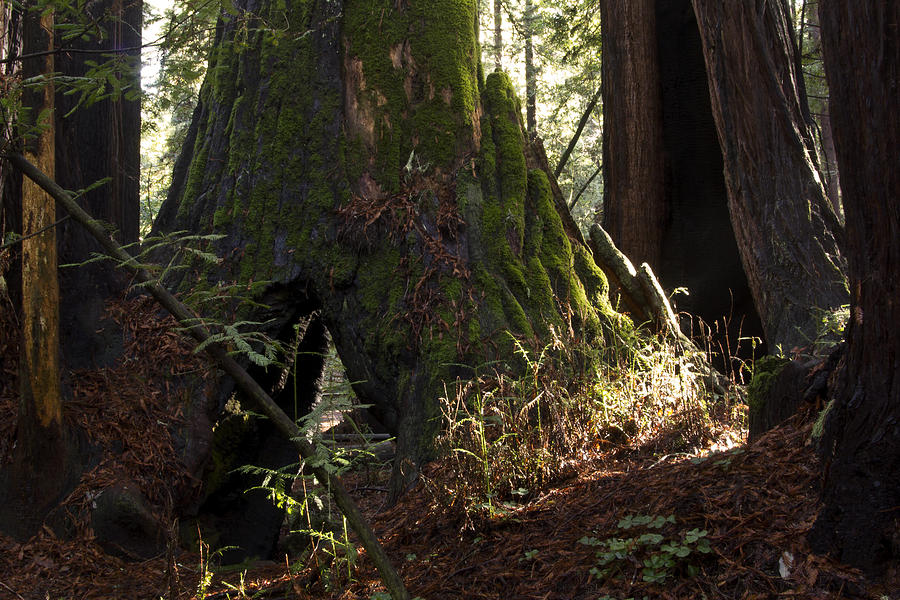 Redwood Stump Photograph by Larry Darnell