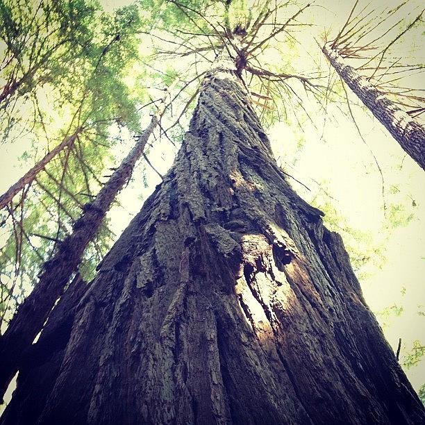 Redwood Trees, Muir Woods Photograph by Raj Suvarna