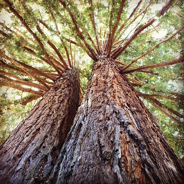 Nature Photograph - Redwoods in Sonoma Valley by Crystal Peterson