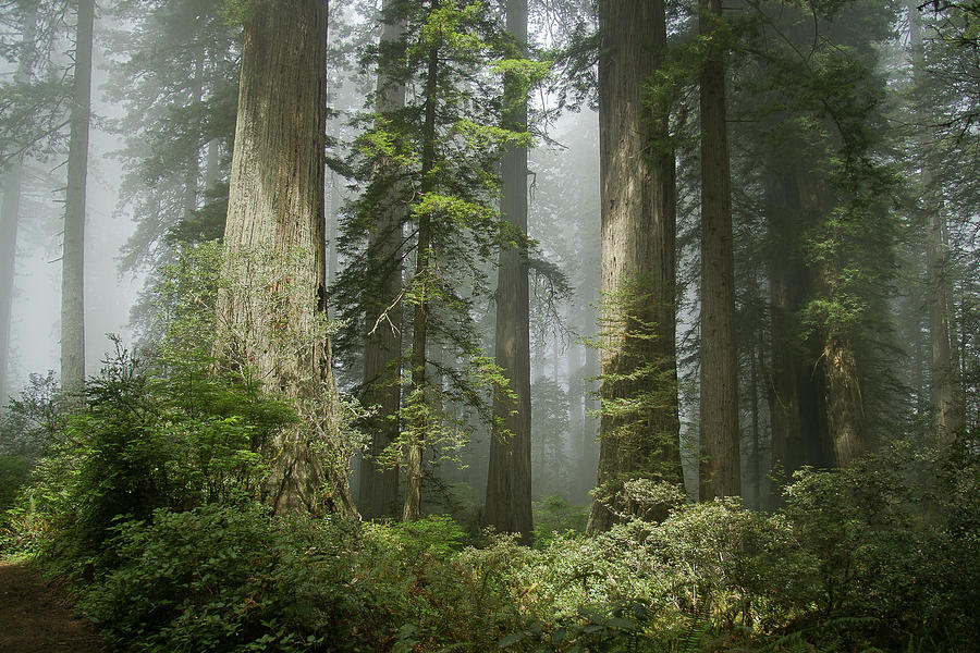 Redwoods in the Mists Photograph by Greg Nyquist