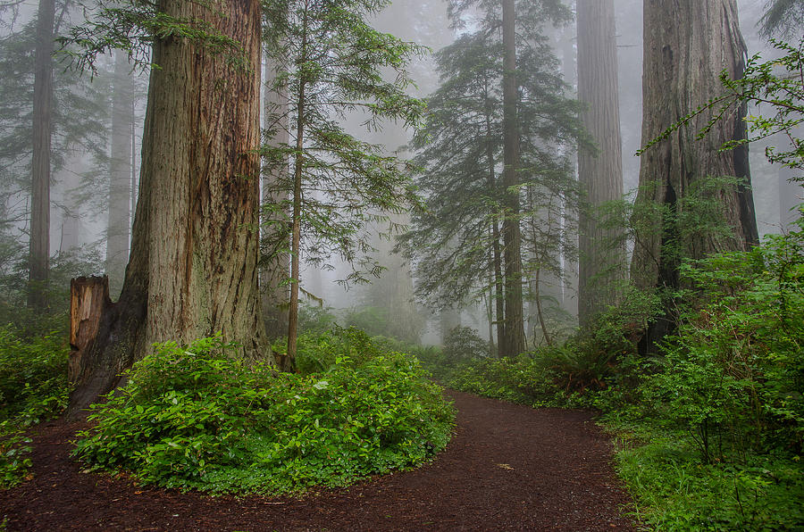 Redwoods Rising In Fog Photograph by Greg Nyquist