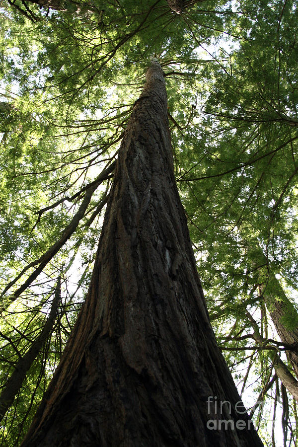 Muir Woods National Monument Photograph - Redwoods Sequoia Sempervirens by Ted Kinsman