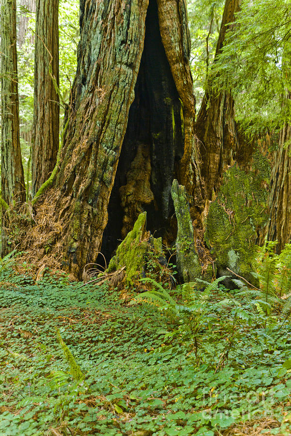 Redwoods Shhhh Photograph by L J Oakes