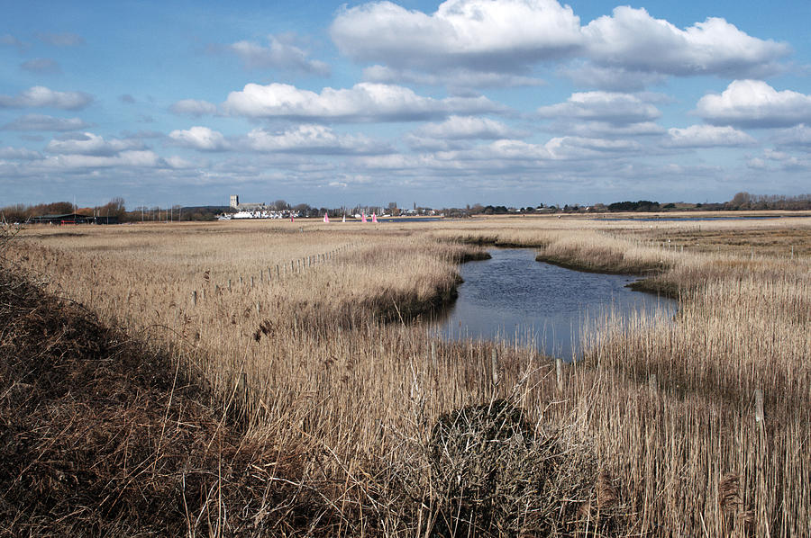 Reed Beds Photograph by Chris Day - Fine Art America