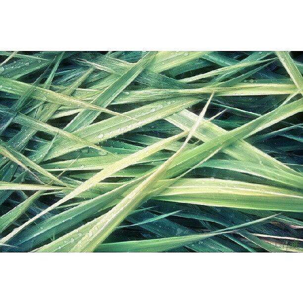 Nature Photograph - Reed II || #iphonesia #instagood by Robin Hedberg