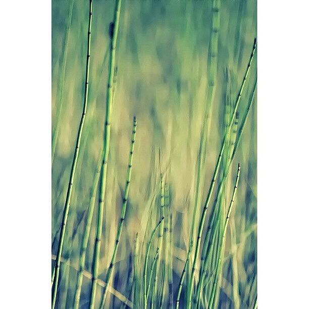 Nature Photograph - Reed #iphonesia #instagood by Robin Hedberg