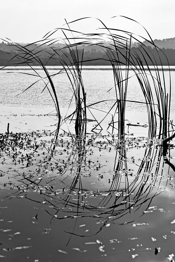 Reed Photograph by Joana Kruse