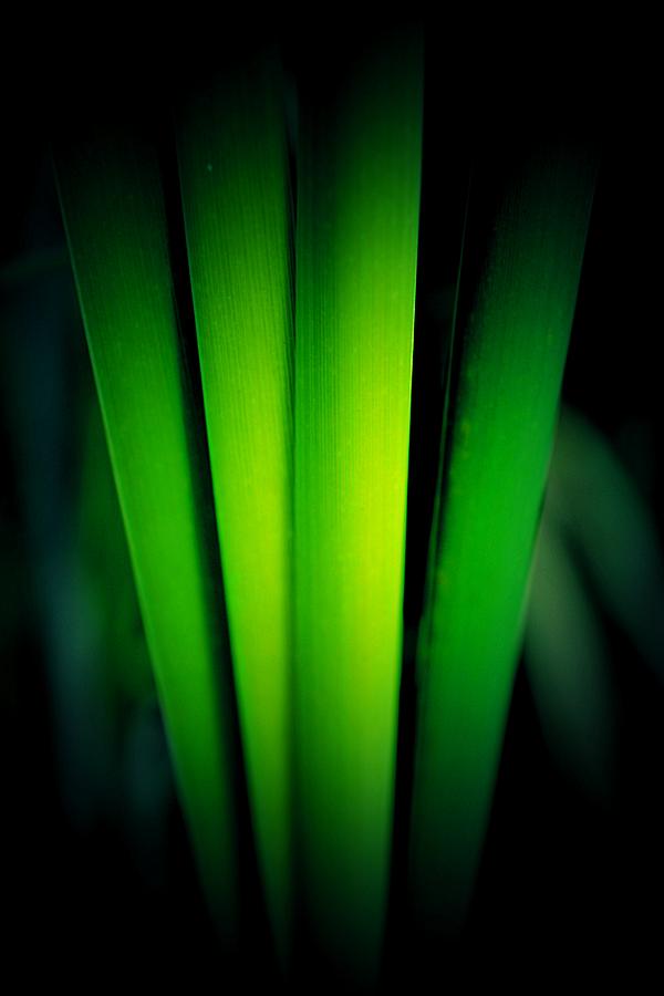 Abstract Photograph - Reed Mystery  by Beth Akerman