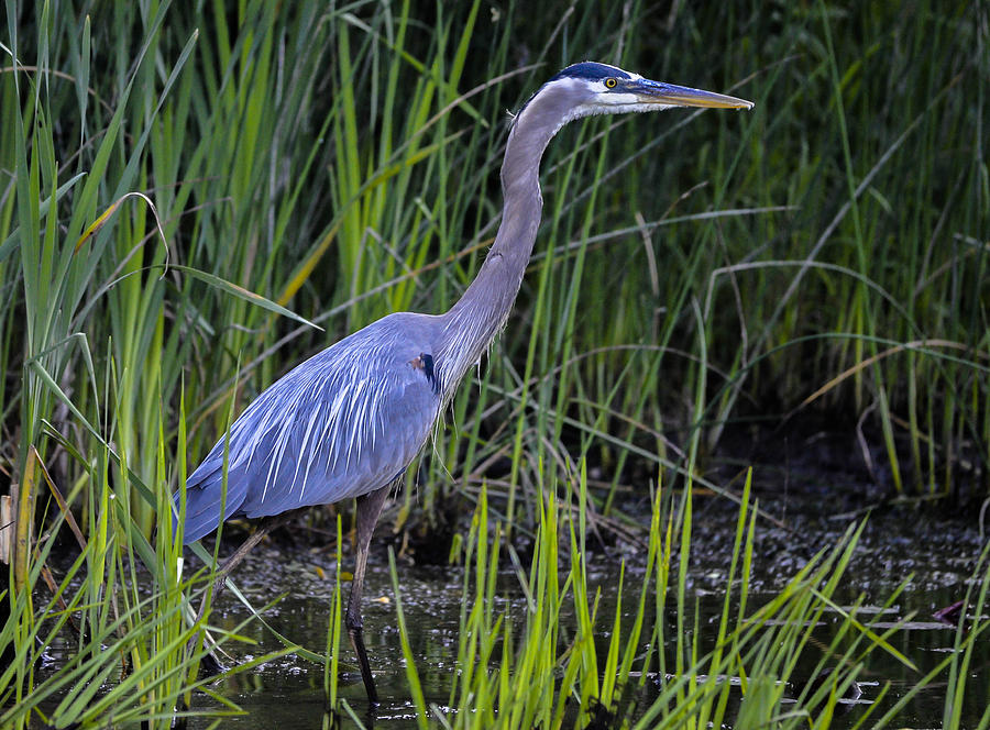 Reed Walker Photograph by Brian Stevens Fine Art America