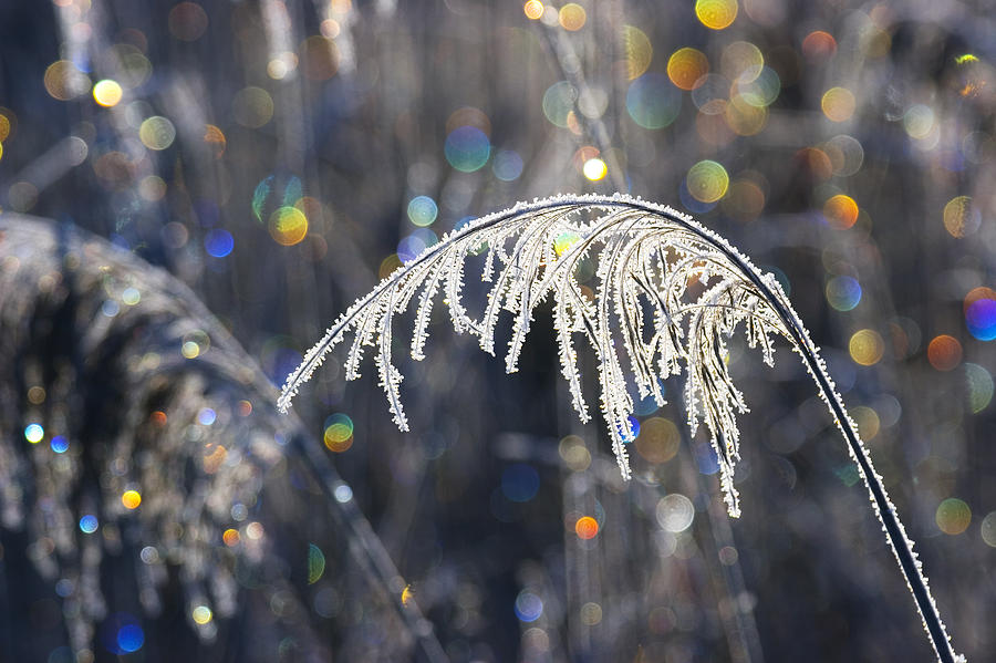 Reed With Frost And And Color Photograph by Konrad Wothe