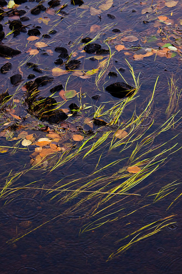 Reeds and Raindrops Photograph by Adam Pender