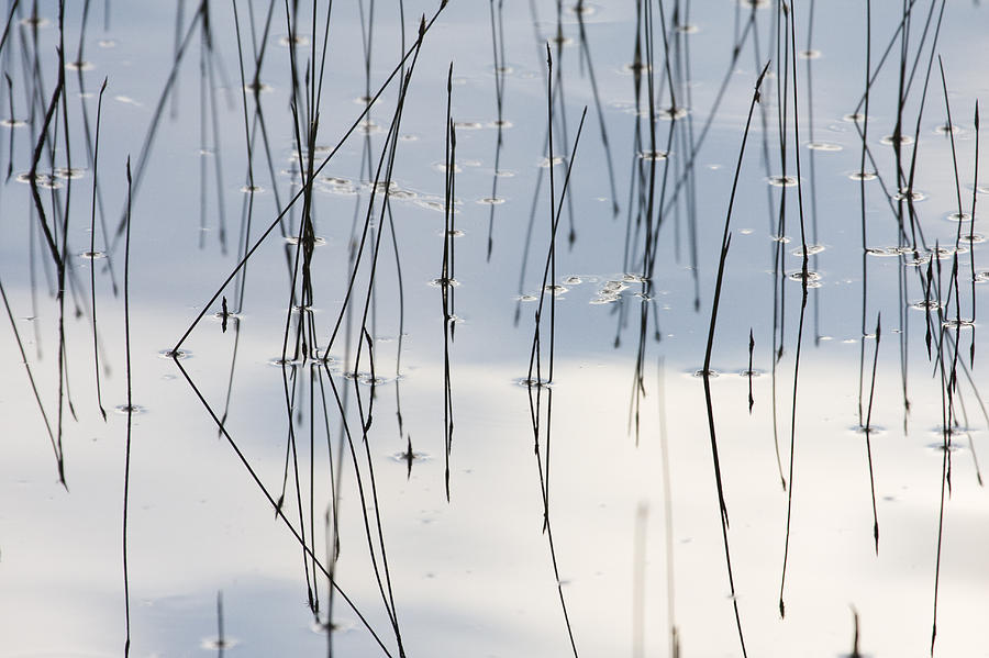 Reeds And Reflections Grand Teton Photograph by Sebastian Kennerknecht