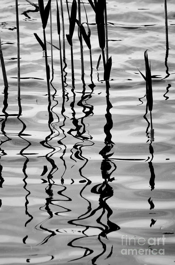 Reeds and Reflections No. 2 Photograph by David Gordon